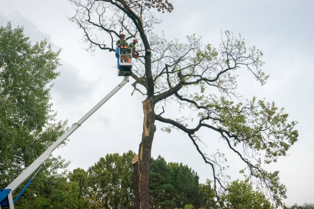 Best Commercial Tree Services  in , WA