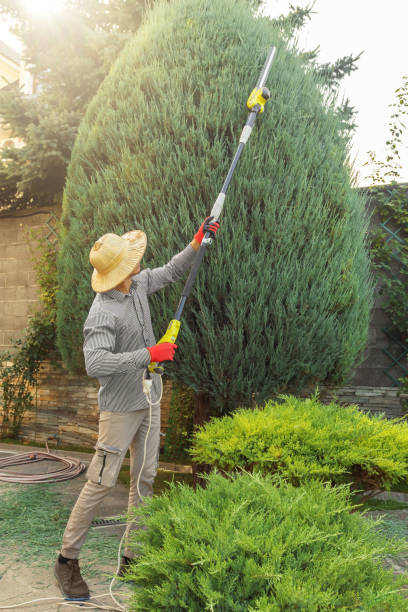 Best Lawn Renovation and Restoration  in , WA