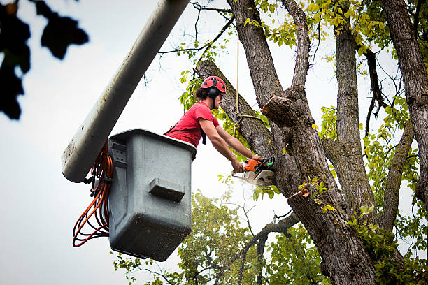 Best Tree Mulching  in , WA